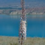 Токтогульское водохранилище Токтогульское водохранилище
